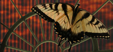 yellow and black butterfly on window